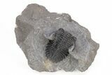Detailed Hollardops Trilobite - Excellent Eye Facets #221037-3